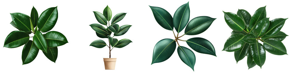 Lush green leaves of various indoor plants, showcasing vibrant foliage and textures