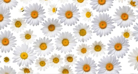 Chamomile flowers collection on white. Set of colorful Chamomile or Daisy flowers background, top view. Floral pattern.