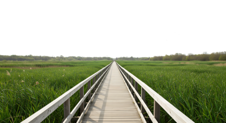 Wooden Pathway Through Marshland