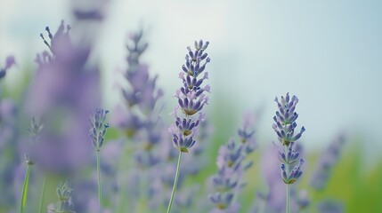 Obraz premium Lavender flowers blooming in a field of purple