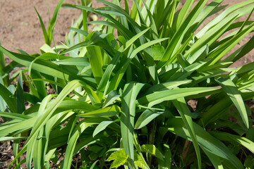 Obraz premium Green daylily bushes in the garden in spring