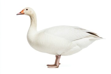 Obraz premium Elegant White Geese Standing Side by Side