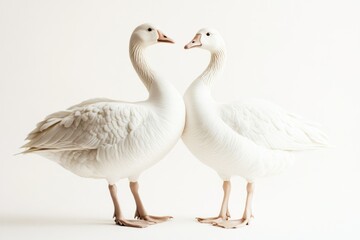 Fototapeta premium Elegant White Geese Standing Together in Harmony