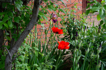Beautiful red poppy flowers on a flowerbed in the garden in summer