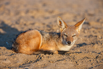 South Africa, Botswana, Kgalagadi Transfrontier Park, Black-backed Jackal (Canis mesomelas)