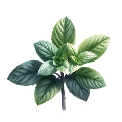 a 3D watercolor mint leaf illustration on a white background. 
