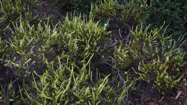 A 'Sandy' variety of the heather plant (Calluna vulgaris) growing in a botanical garden. This dwarf, low-growing shrub features dense, bright green foliage with small white flowers.