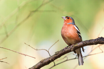 spring bird, chaffinch sings sitting on a branch