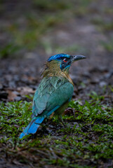 blue bird on the ground