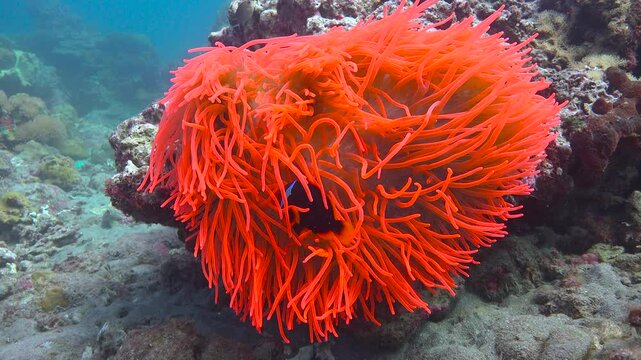 Symbiosis of anemones and amphiprions.  Diving near the islands of Apo and Negros. Philippines. 