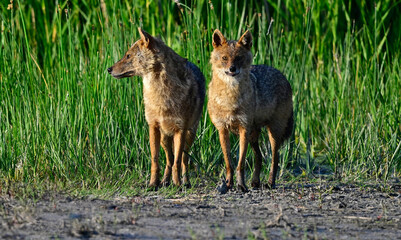 Goldschakale (Canis aureus moreoticus) im Donaudelta, Rumänien // Golden jackals at Danube Delta, Romania 