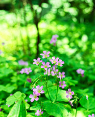 Oxalis corniculata is a perennial herb with purple or yellow flowers, widely distributed in asia, europe, the mediterranean, and north america, and is also a traditional chinese medicine.
