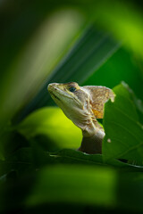 green lizard on a leaf