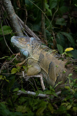 iguana in the forest