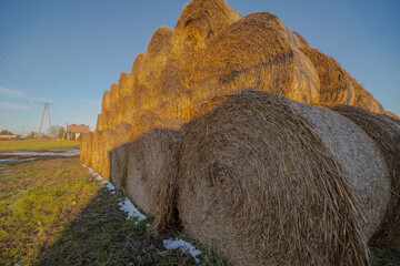 Bele słomy leżące na polu zimą o zachodzie słońca. Bele słomy zbożowej po zbiorach leżące na polu wśród resztek śniegu pod koniec stycznia w słoneczne popołudnie.