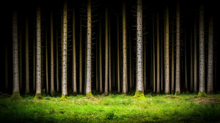 Forest Trees Background Image