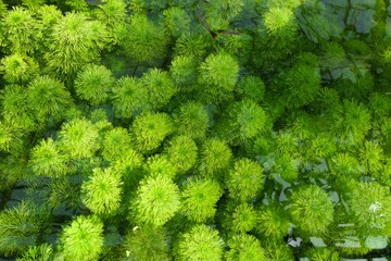 Underwater aquatic plant green lime color background. Limnophila indica