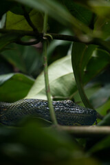 head of a big anaconda
