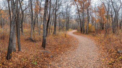 Obraz premium Autumnal Forest Path Winding Through Colorful Trees