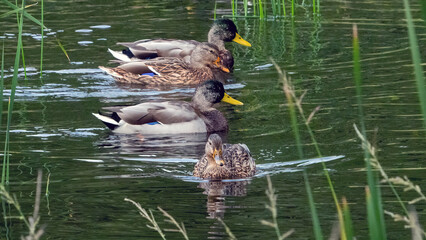 A family of ducks gracefully traverses the peaceful pond, reflecting the harmony of wildlife in their natural habitat.