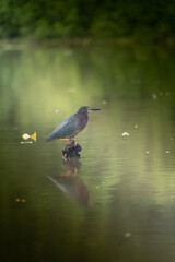 great blue heron