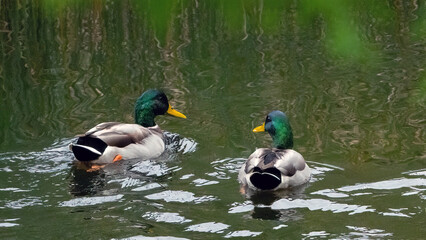 A family of ducks gracefully traverses the peaceful pond, reflecting the harmony of wildlife in their natural habitat.