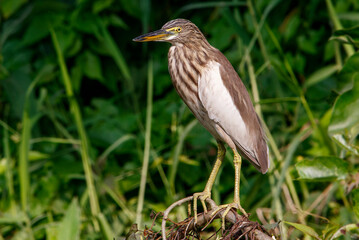 Pond heron