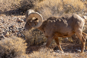 Desert Bighorn Sheep Ram in Valley of Fire State Park Nevada in Winter