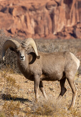 Obraz premium Desert Bighorn Sheep Ram in Valley of Fire State Park Nevada in Winter