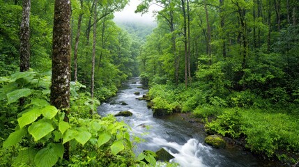 Obraz premium Lush Forest River