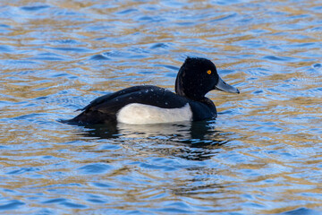 Eine Reiherente auf einem See schwimmend in der Seitenansicht