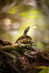 turtle in the water