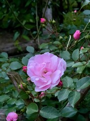 Vertical photo of a pink rose flower close-up with green leaves and rosebuds. Perfect for floral designs, romantic themes, nature concepts, or projects emphasizing elegance, love, and natural beauty.