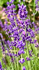 Vertical photo of lavender flowers close-up, showcasing a floral pattern. Perfect for themes of nature, relaxation, and botanical beauty. Ideal for floral and background visuals.