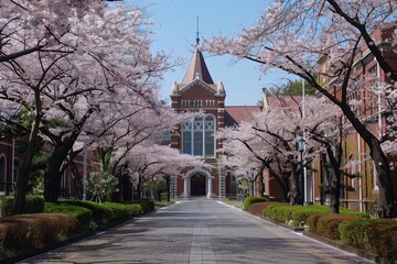 Cherry Blossom Trees Along A Brick Path Leading to an Architectural Building in Springtime