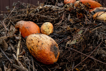 The pumpkin froze and ended up in the compost pit