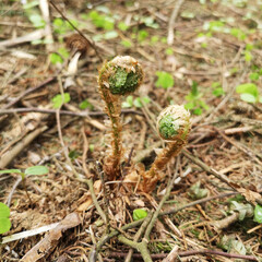 Emerging fern fronds in forest, natural growth, earthy tones