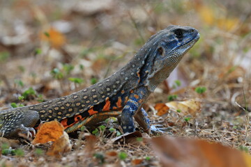 Common butterfly lizard (Leiolepis Belliana) or simply butterfly lizard, 
It has yellow spots on its back, and small orange and black lines on its sides.
Huai Kha Khaeng Wildlife Sanctuary,THAILAND