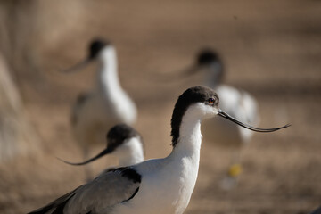 Black Winged Stilt (Himantopus himantopus) Male