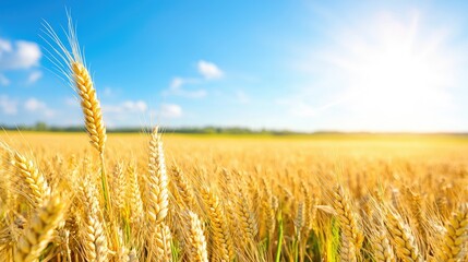 Naklejka premium Golden wheat field under sunny blue sky, ripe harvest, rural landscape, food production