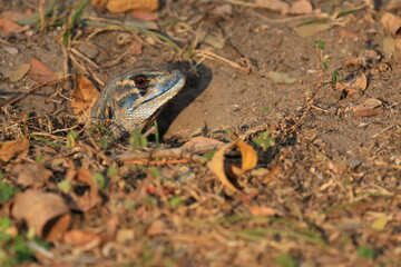 Common butterfly lizard (Leiolepis Belliana) or simply butterfly lizard, 
It has yellow spots on its back, and small orange and black lines on its sides.
Huai Kha Khaeng Wildlife Sanctuary,THAILAND