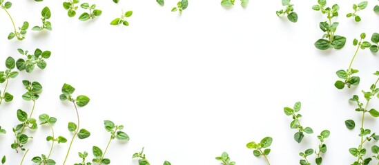 Lush Fresh Oregano Leaves Framed on Bright White Background with Ample Copy Space for Text in Culinary and Herbal Contexts