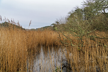 Obraz premium L’étang de Trunvel en hiver, entouré de hautes herbes, reflète un ciel bleuté dans ses eaux calmes, créant un paysage apaisant.