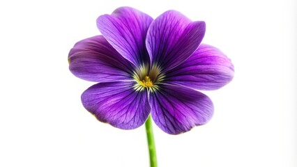 Obraz premium Single Purple Flower on White Background