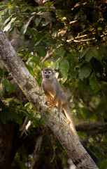 squirrel monkey in the tree