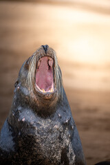sea lion on the beach with open mouth