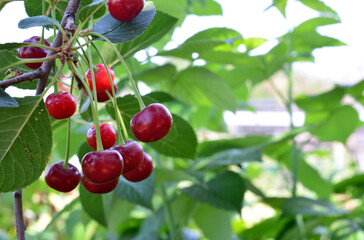 Ripe Cherries on the Branch copy space