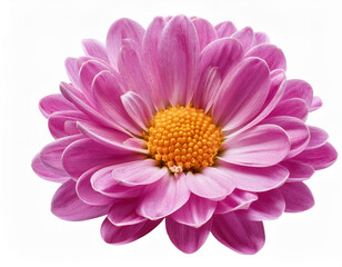Obraz premium Purple chrysanthemum flower closeup isolated on white background