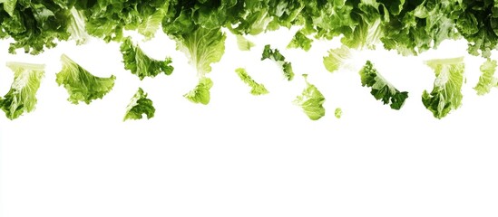 Obraz premium Vibrant green lettuce leaves cascading against a bright white background for fresh culinary applications or healthy living themes