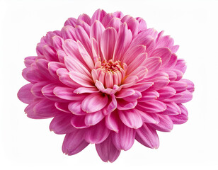 Obraz premium Purple chrysanthemum flower closeup isolated on white background